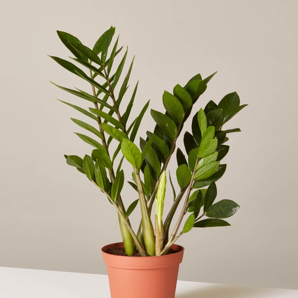 Plant